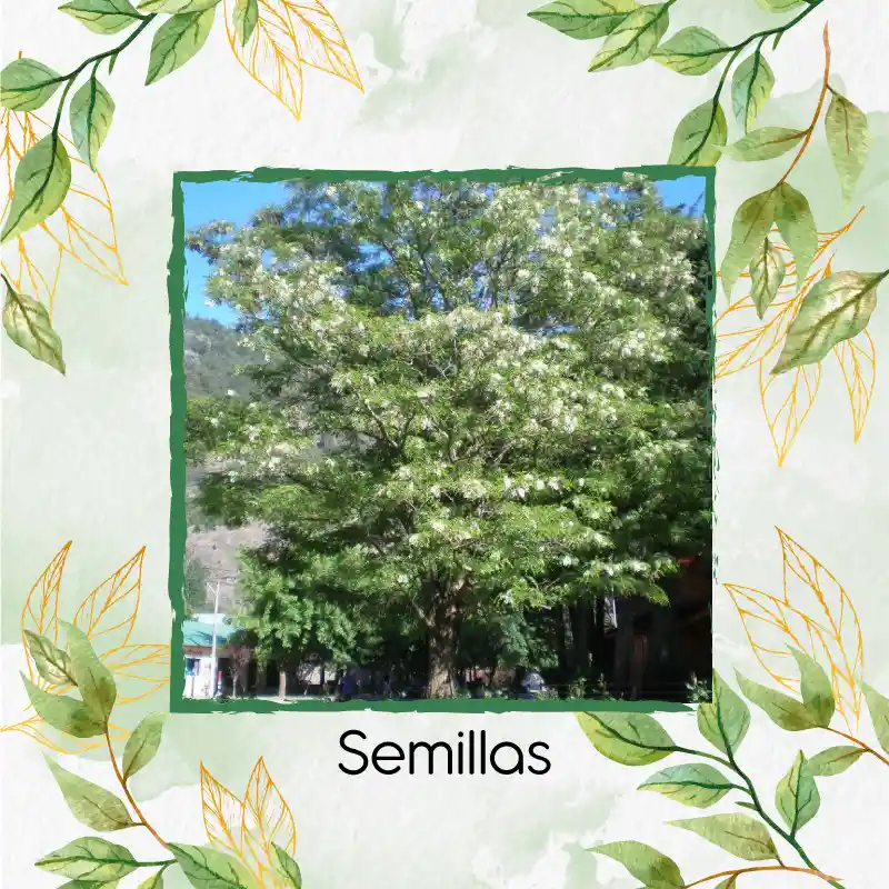 40 Semillas Orgánicas De Árbol Acacia Blanca