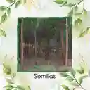 80 Semillas Orgánicas De Árbol Acacia Bracatinga