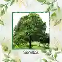 80 Semillas Orgánicas De Árbol Acacia Bracatinga