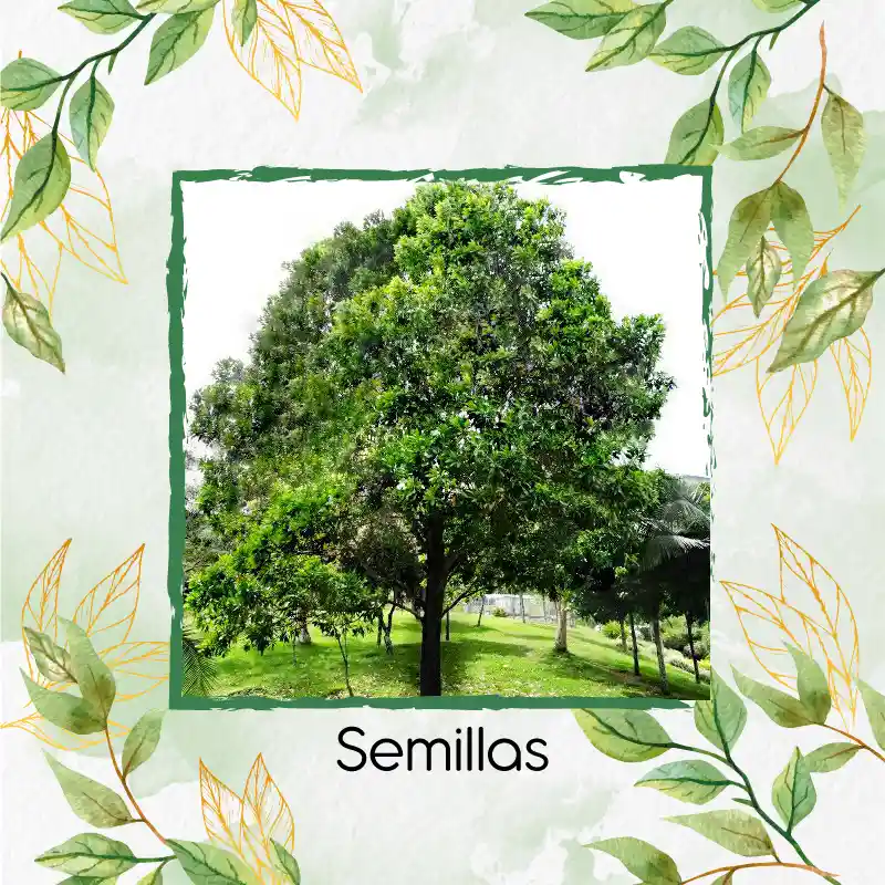 80 Semillas Orgánicas De Árbol Acacia Bracatinga