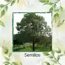 80 Semillas Orgánicas De Árbol Acacia Bracatinga