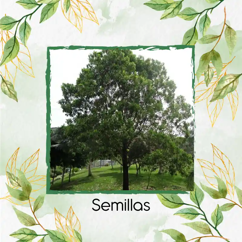 80 Semillas Orgánicas De Árbol Acacia Bracatinga