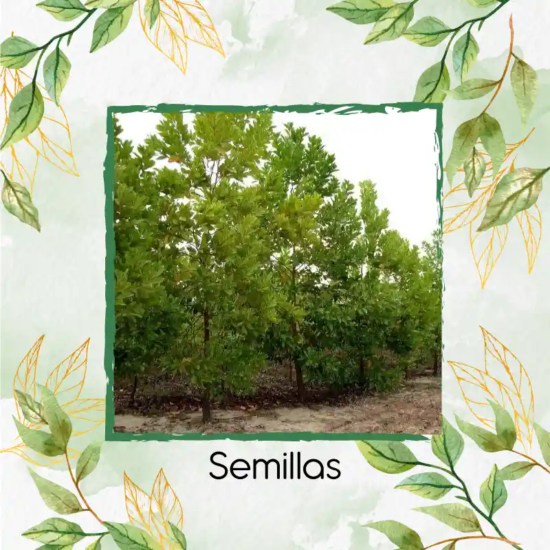 80 Semillas Orgánicas De Árbol Acacia Bracatinga