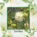 2.000 Semillas Orgánicas De Árbol Acacia Forrajera