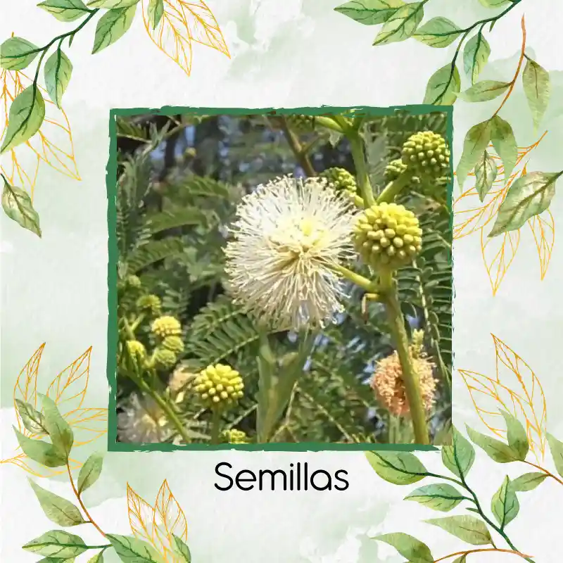 2.000 Semillas Orgánicas De Árbol Acacia Forrajera