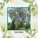 2.000 Semillas Orgánicas De Árbol Acacia Forrajera