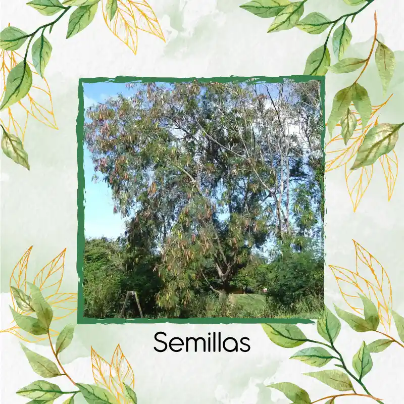 2.000 Semillas Orgánicas De Árbol Acacia Forrajera