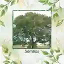 2.000 Semillas Orgánicas De Árbol Acacia Forrajera