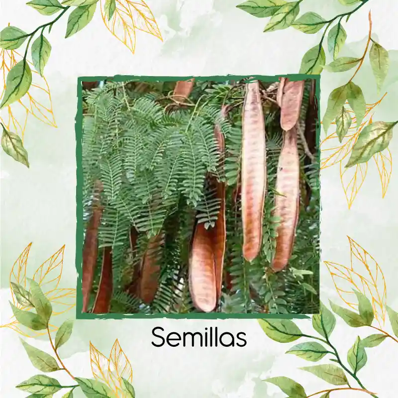 2.000 Semillas Orgánicas De Árbol Acacia Forrajera