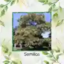 20 Semillas Orgánicas De Árbol Acacia Japonesa