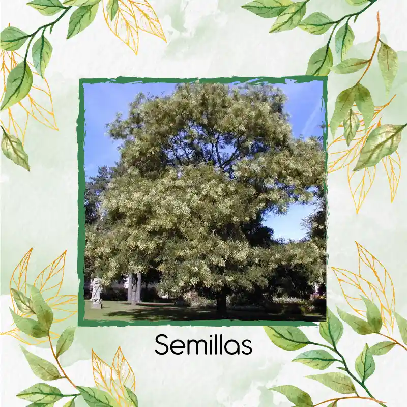 20 Semillas Orgánicas De Árbol Acacia Japonesa