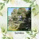 20 Semillas Orgánicas De Árbol Acacia Japonesa