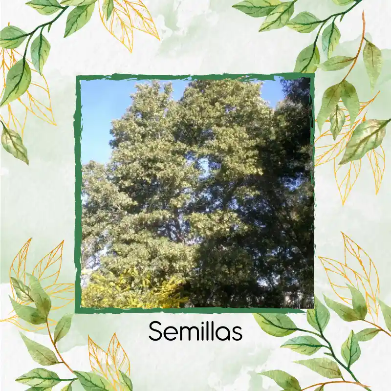 20 Semillas Orgánicas De Árbol Acacia Japonesa