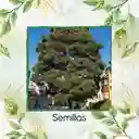 20 Semillas Orgánicas De Árbol Acacia Japonesa