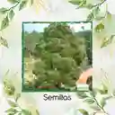 20 Semillas Orgánicas De Árbol Acacia Japonesa