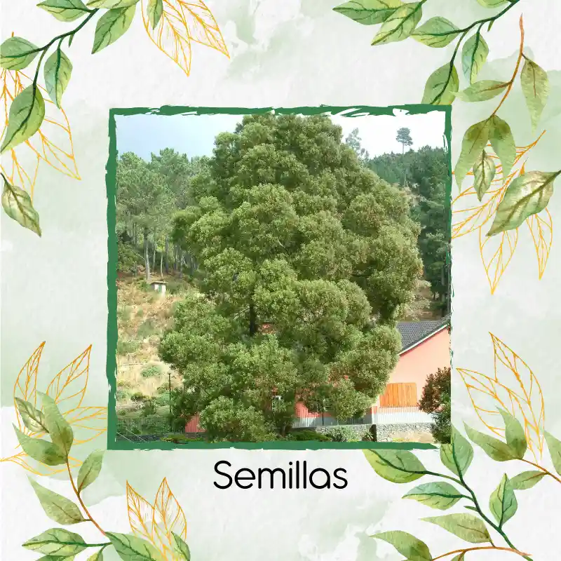 20 Semillas Orgánicas De Árbol Acacia Japonesa