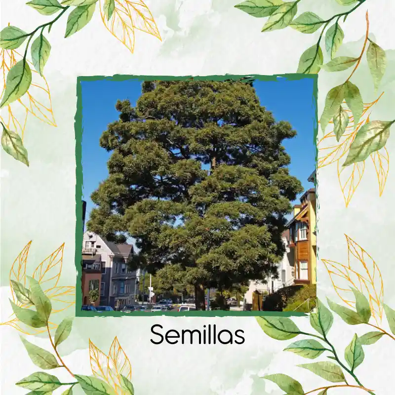 80 Semillas Orgánicas De Árbol Acacia Japonesa