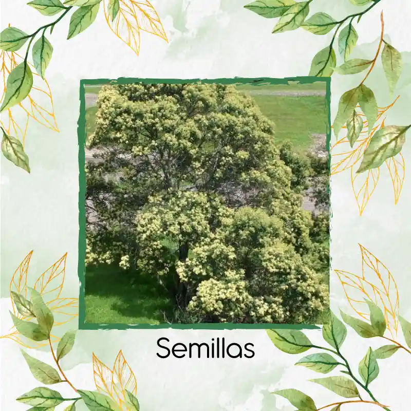 10 Semillas Orgánicas De Árbol Acacia Negra