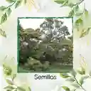 80 Semillas Orgánicas De Árbol Acacia Negra
