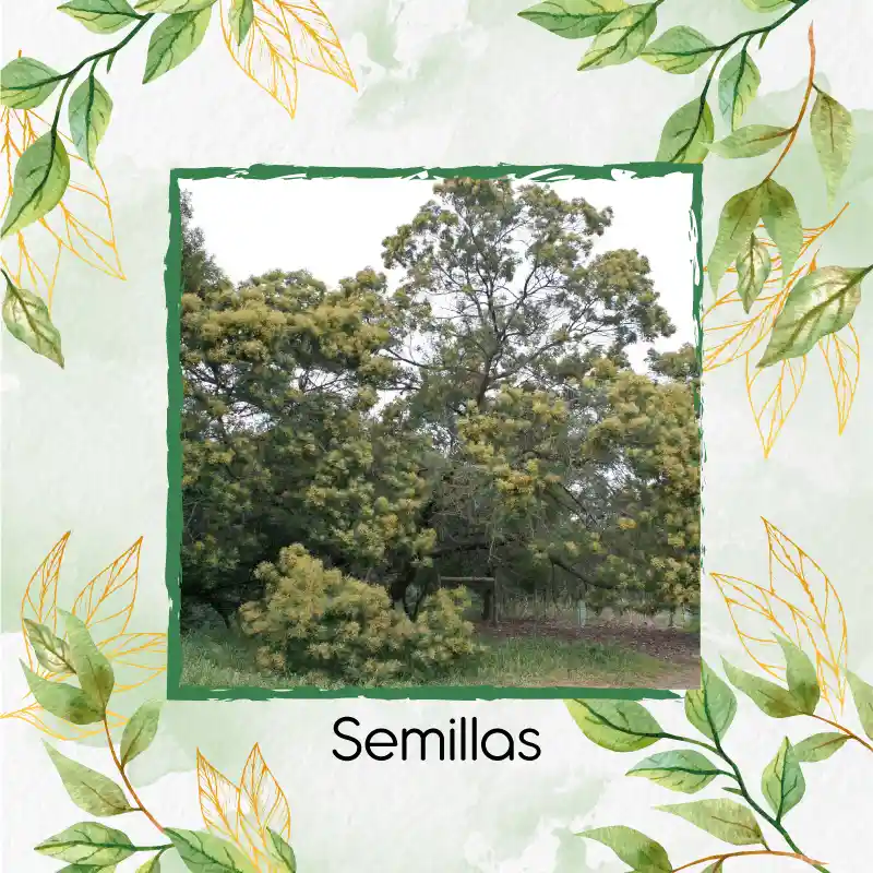 80 Semillas Orgánicas De Árbol Acacia Negra