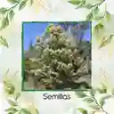 80 Semillas Orgánicas De Árbol Acacia Negra