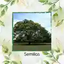 80 Semillas Orgánicas De Árbol Acacia Negra