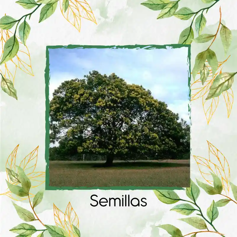 80 Semillas Orgánicas De Árbol Acacia Negra