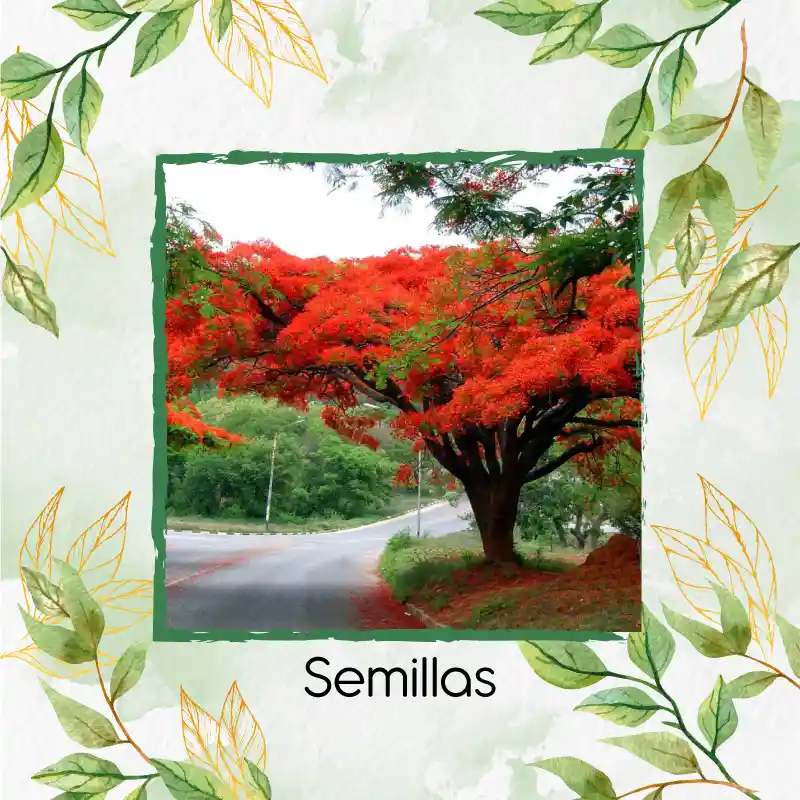 80 Semillas Orgánicas De Árbol Acacia Roja