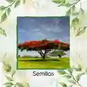 800 Semillas Orgánicas De Árbol Acacia Roja