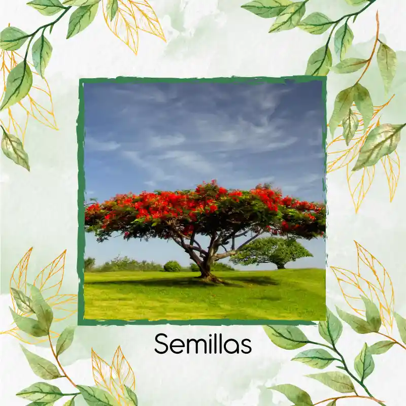 800 Semillas Orgánicas De Árbol Acacia Roja