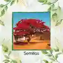 800 Semillas Orgánicas De Árbol Acacia Roja