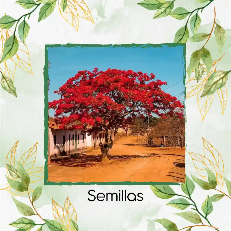 800 Semillas Orgánicas De Árbol Acacia Roja
