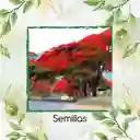 800 Semillas Orgánicas De Árbol Acacia Roja