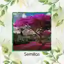 20 Semillas Orgánicas De Árbol Acacia Rosa