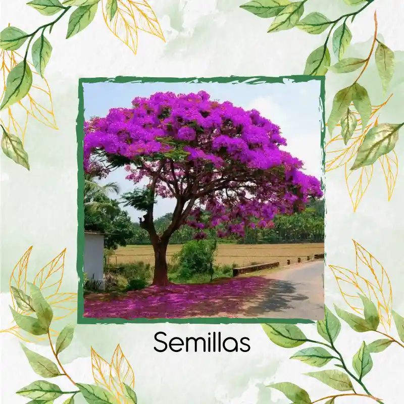 20 Semillas Orgánicas De Árbol Acacia Rosa