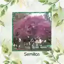 40 Semillas Orgánicas De Árbol Acacia Rosa