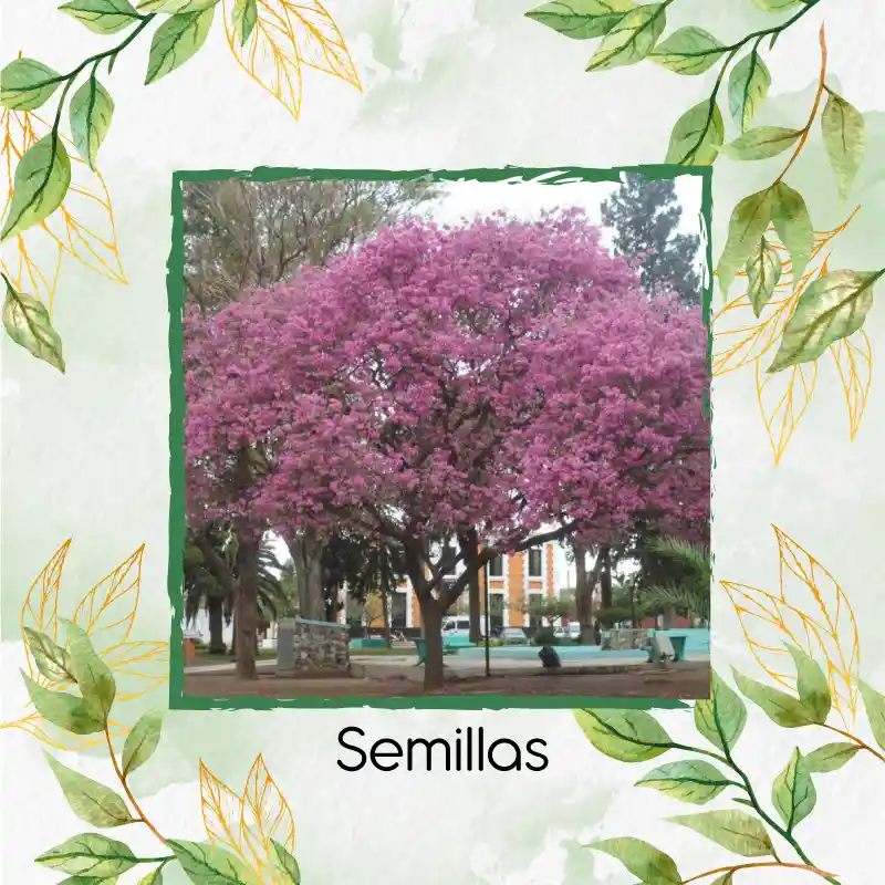 40 Semillas Orgánicas De Árbol Acacia Rosa