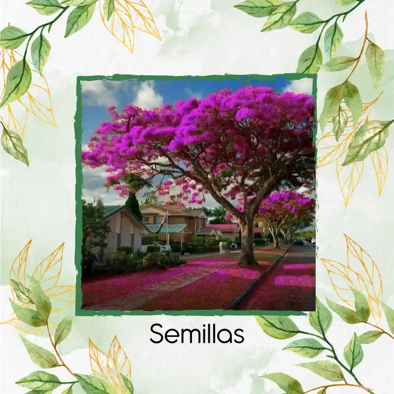 40 Semillas Orgánicas De Árbol Acacia Rosa