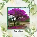 40 Semillas Orgánicas De Árbol Acacia Rosa