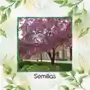 40 Semillas Orgánicas De Árbol Acacia Rosa