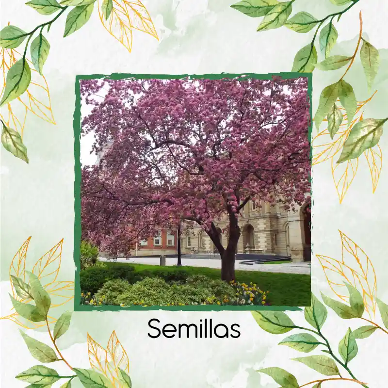 40 Semillas Orgánicas De Árbol Acacia Rosa
