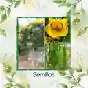 180 Semillas Orgánicas De Árbol Alcaparro