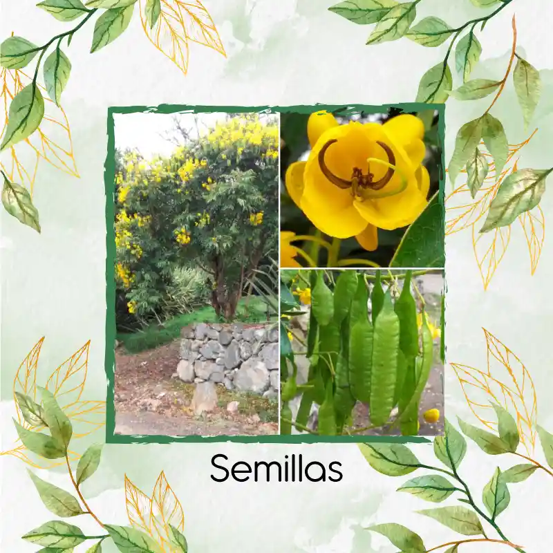 180 Semillas Orgánicas De Árbol Alcaparro