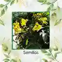 180 Semillas Orgánicas De Árbol Alcaparro
