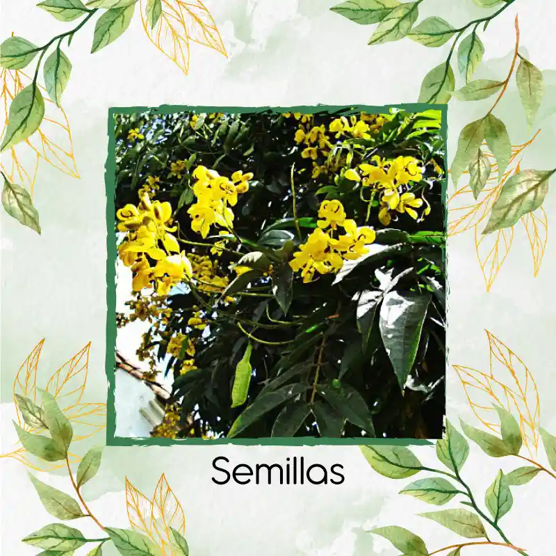 180 Semillas Orgánicas De Árbol Alcaparro