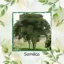 180 Semillas Orgánicas De Árbol Alcaparro