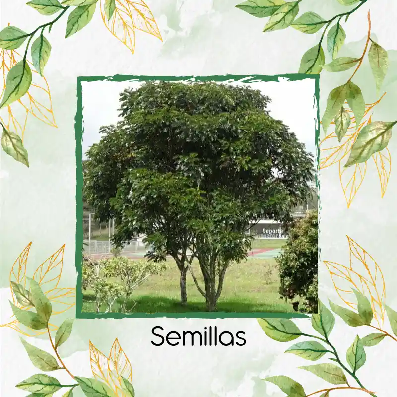 360 Semillas Orgánicas De Árbol Alcaparro