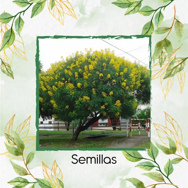 100 Semillas Orgánicas De Árbol Alcaparro Enano