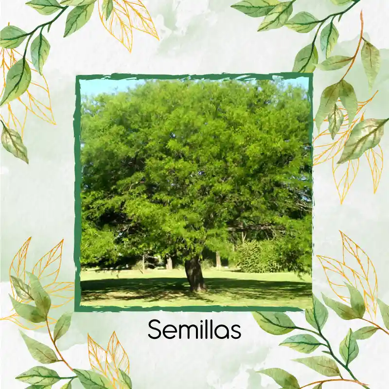 5 Semillas Orgánicas De Árbol Algarrobo