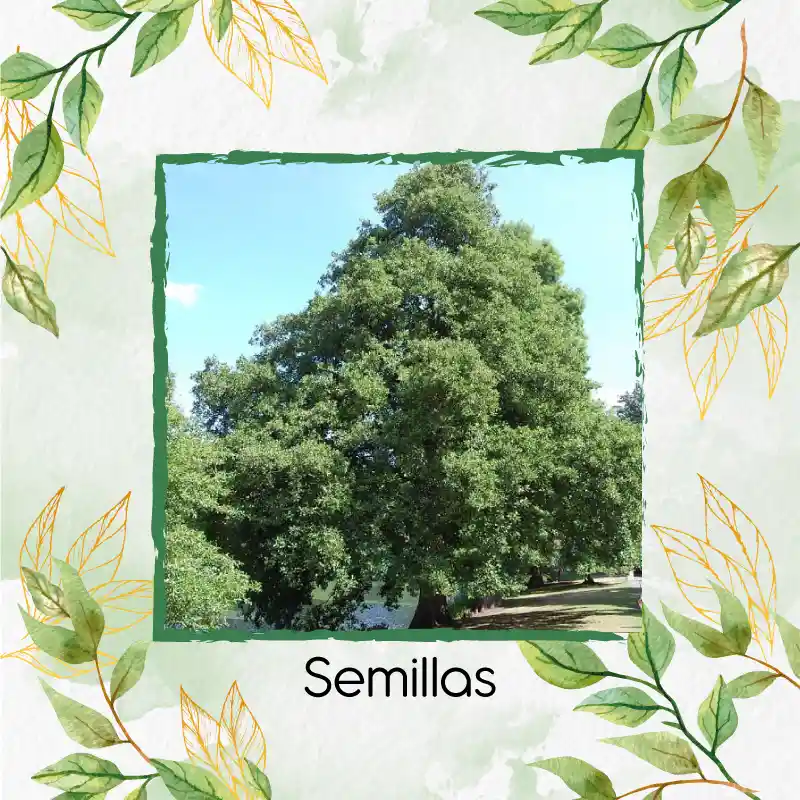 50 Semillas Orgánicas De Árbol Aliso